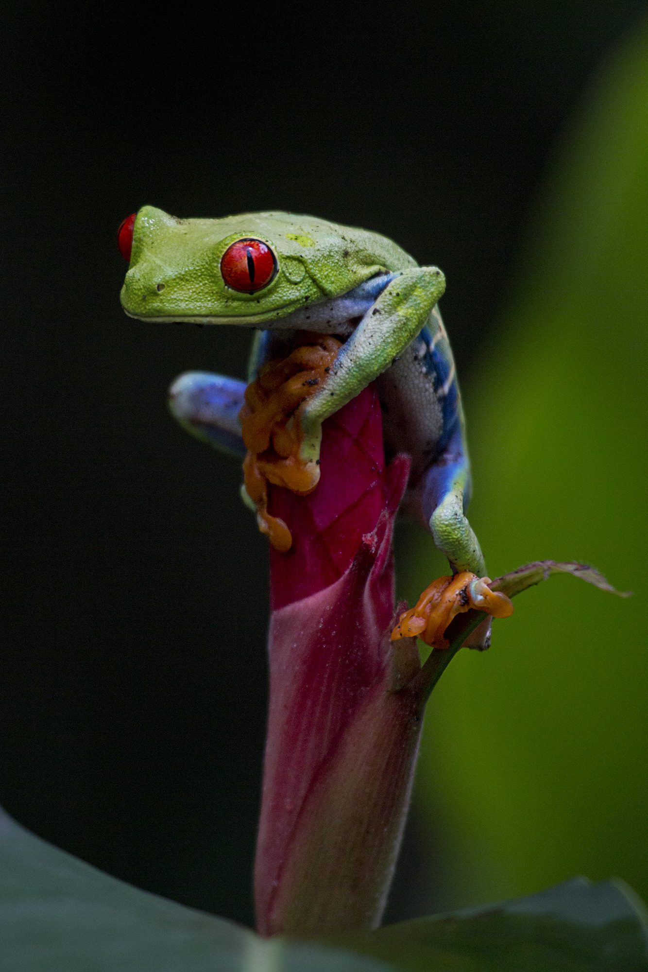 Costa Rica, por Sylvia Nogueira Cury